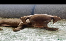 Miniature Dachshund dogs for sale: ✨️ 1 Girl left... Miniature Dachshund Puppies 🐶  - Image 2