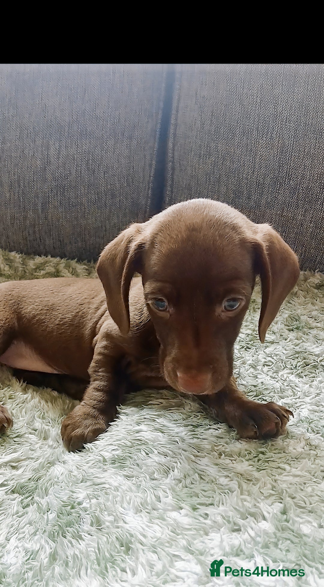 Miniature Dachshund dogs for sale: ✨️ 1 Girl left... Miniature Dachshund Puppies 🐶  - Image 2