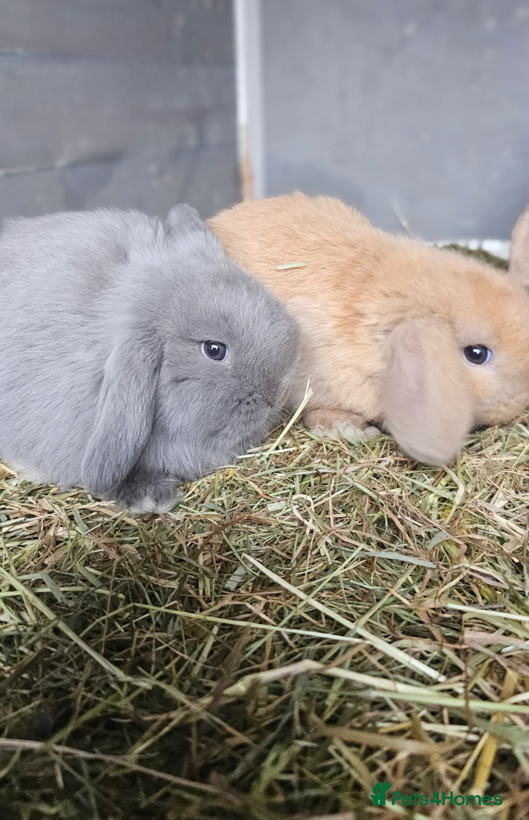 Mini Lop rabbits for sale: 2 available-Beautiful mini lop Boy bunnies 9 weeks - Advert 2