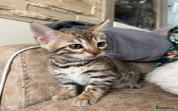 Bengal cats for sale: ❤️ PURE BENGAL KITTENS ❤️ - Image 24