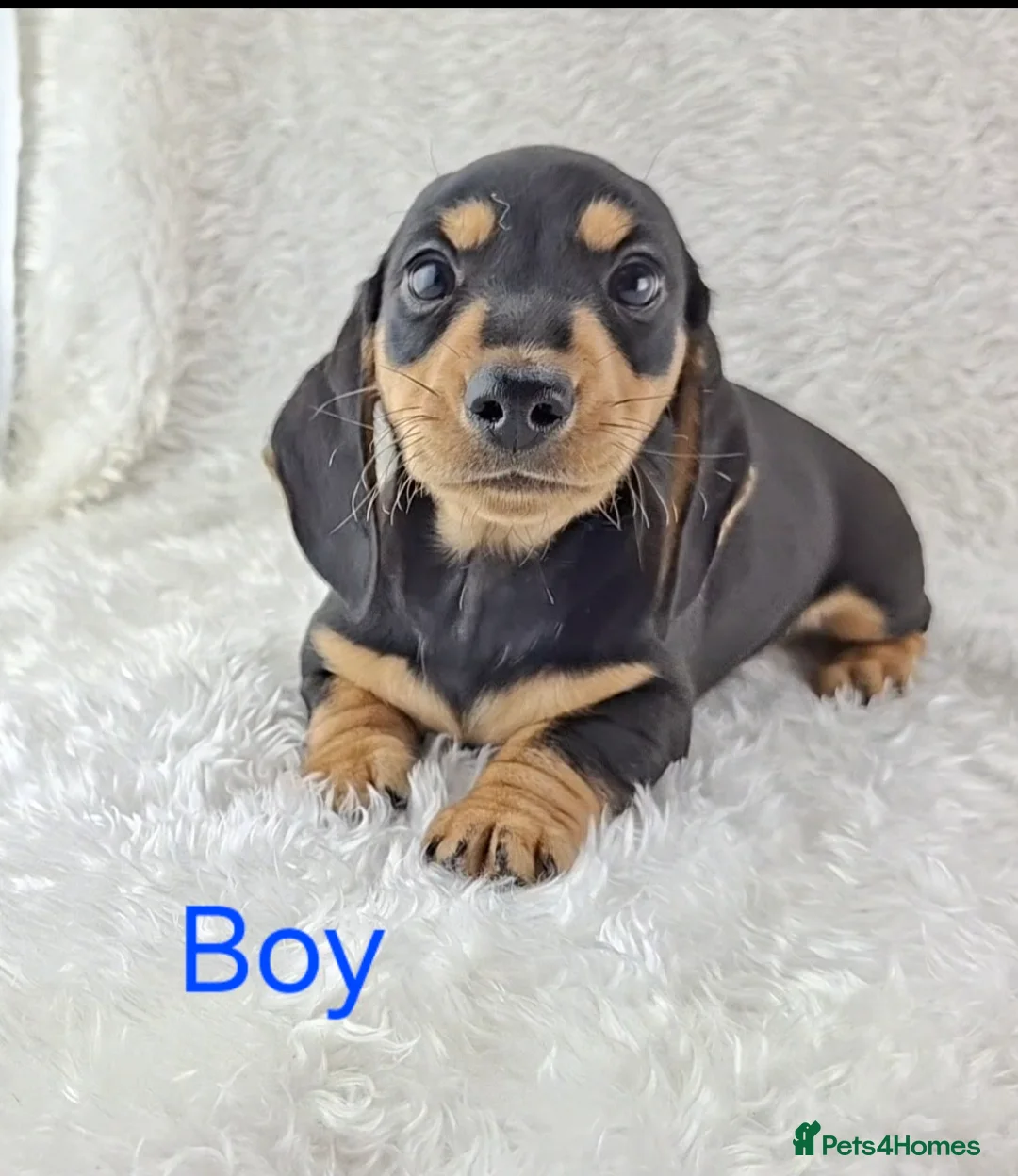 Miniature Dachshund dogs for sale: ❣️ REDUCED ❣️ Miniature Dachshund Puppies ❣️ - Advert 21