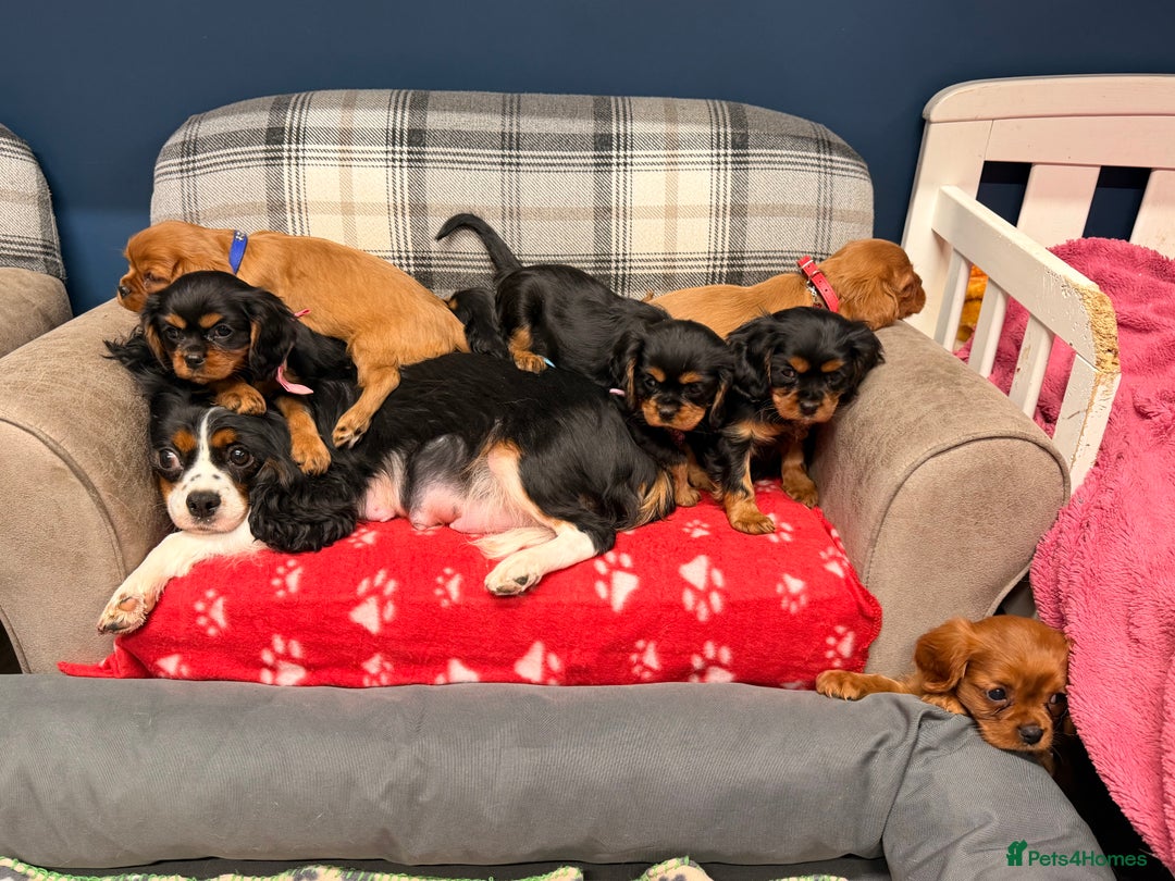 Cavalier King Charles Spaniel dogs for sale: 🐶 Beautiful Cavalier King Charles  Puppies 🐶 - Advert 21