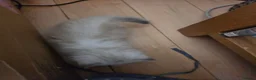 Siberian cats for sale: Pure gorgeous Siberian Kittens  - Advert 14