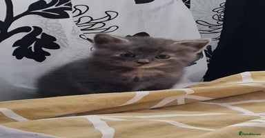 Russian Blue cats - Advert 4