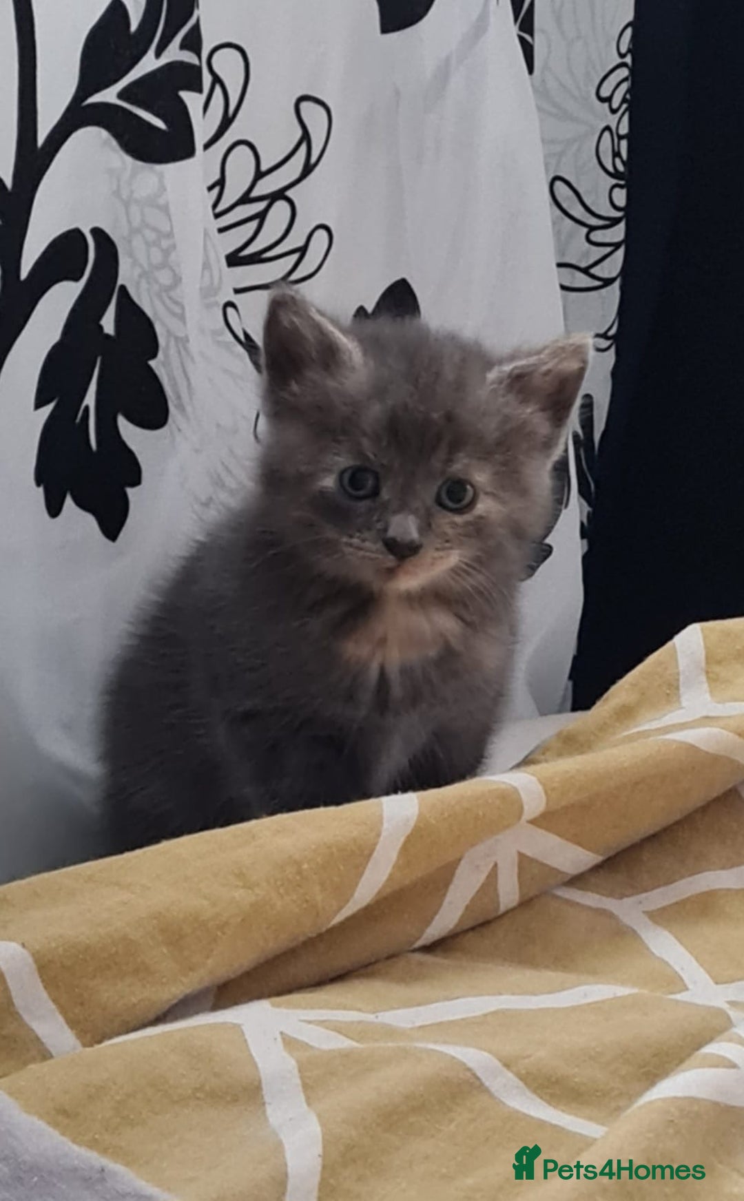Russian Blue cats for sale: Russian blue mix  - Image 2