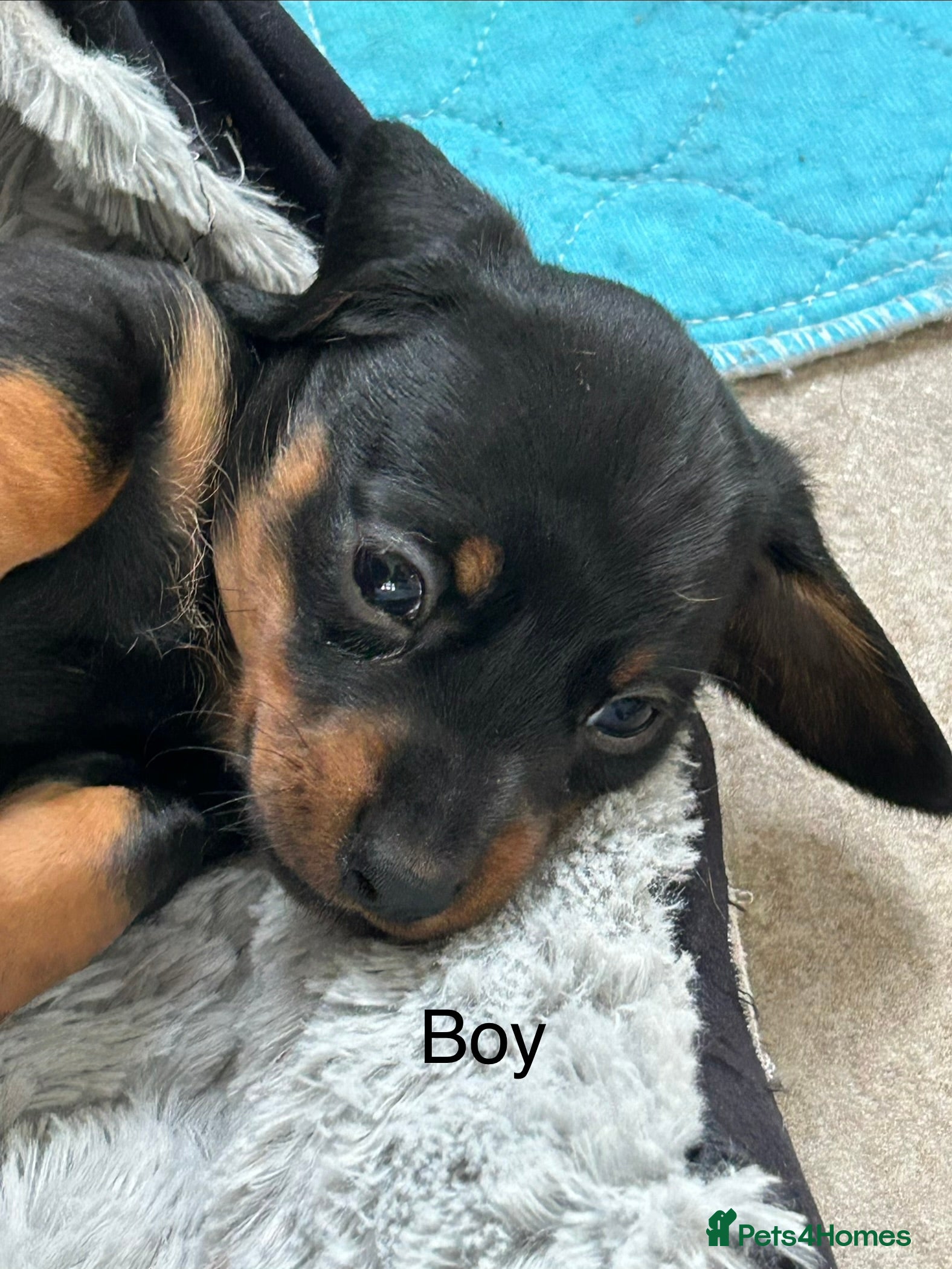 Miniature Dachshund dogs Miniature Smooth Haired Dachshunds  - Advert 14