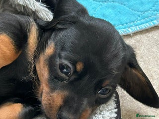 Miniature Dachshund dogs Miniature Smooth Haired Dachshunds - Advert 14