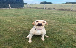 Labrador Retriever dogs for sale: 18 month old female labrador - Image 7