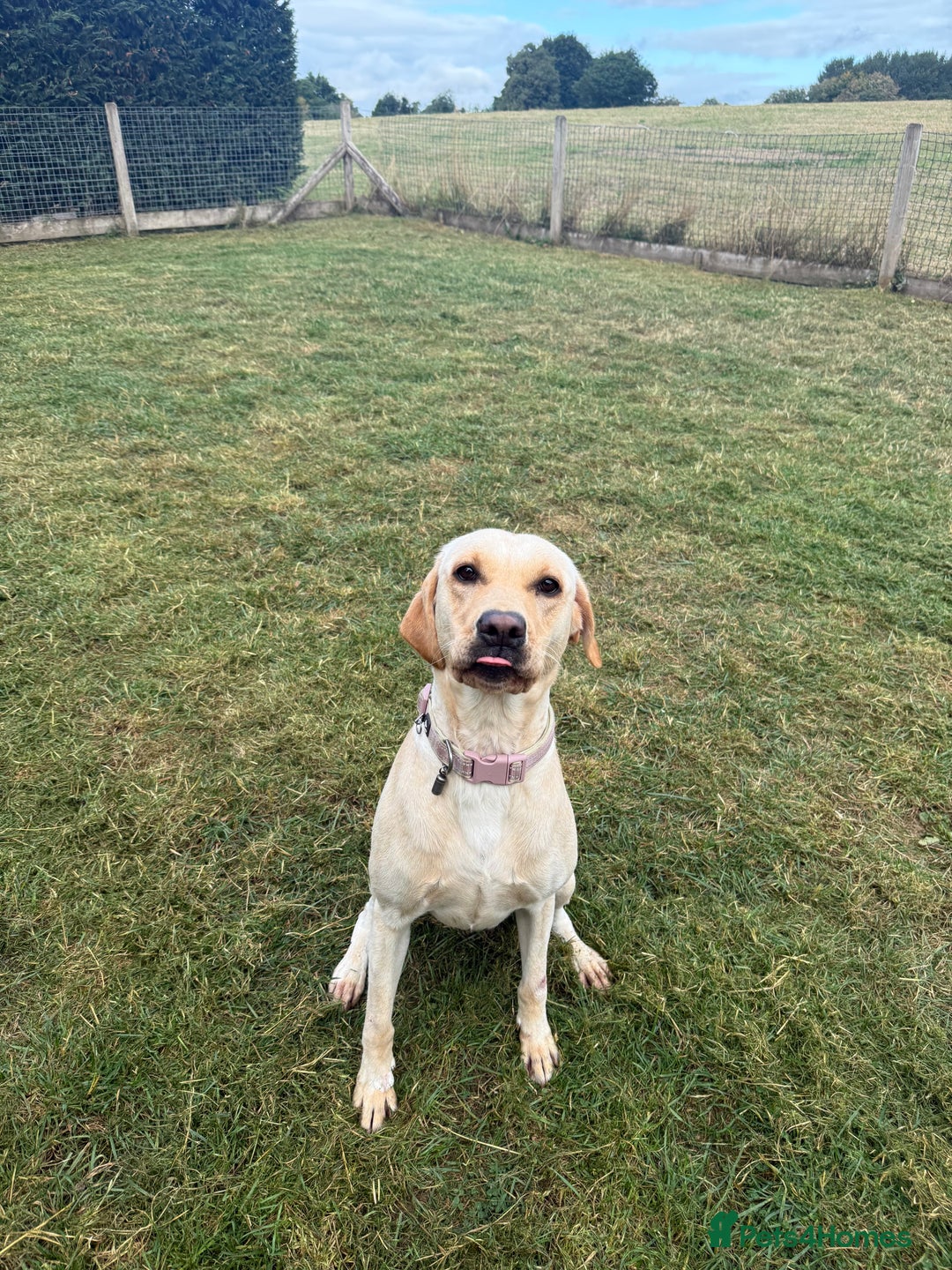 Labrador Retriever dogs for sale: 18 month old female labrador - Image 7
