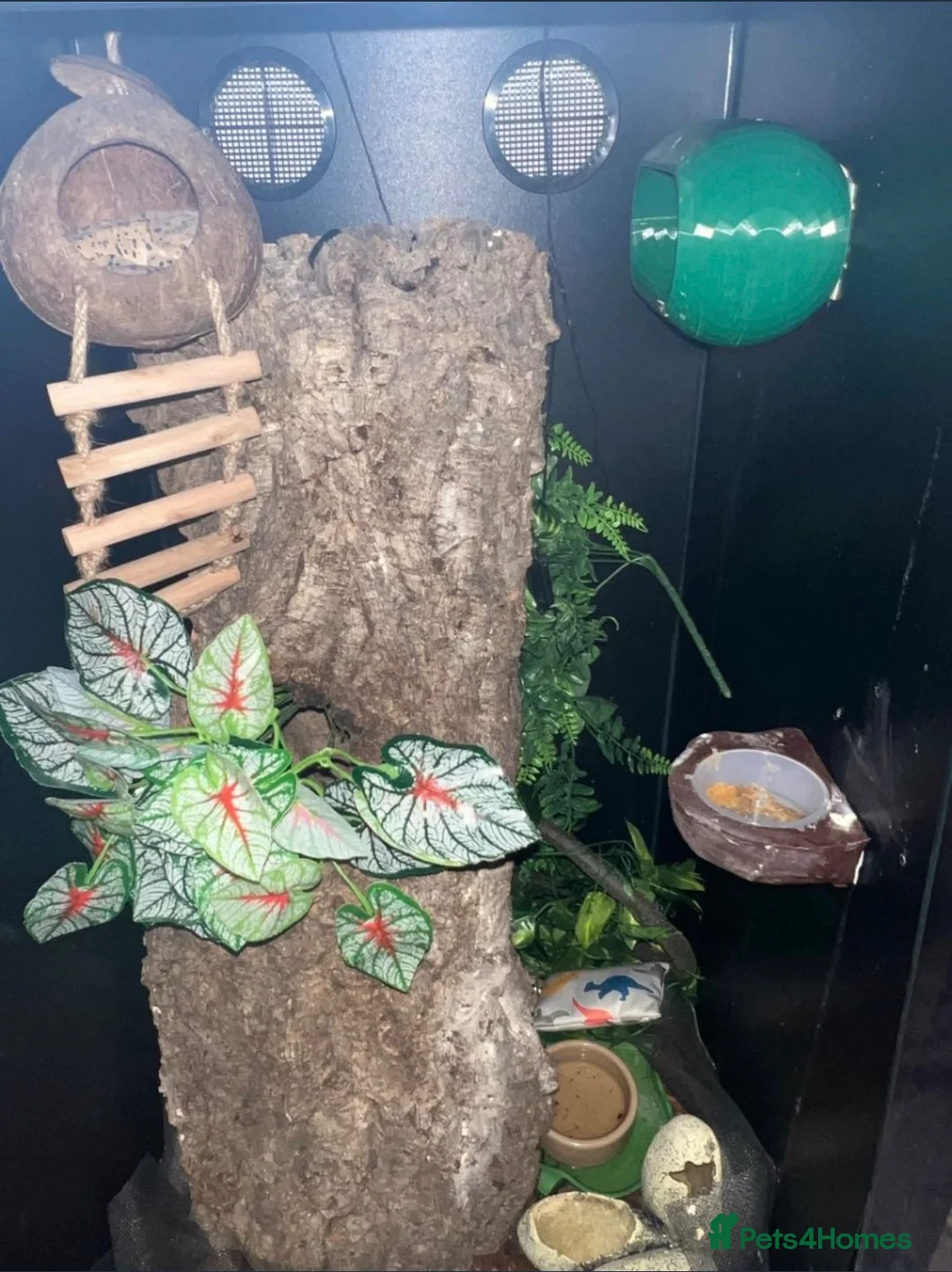 Gecko reptiles for sale: Super Dalmatian Crested Gecko £380 - Advert 13