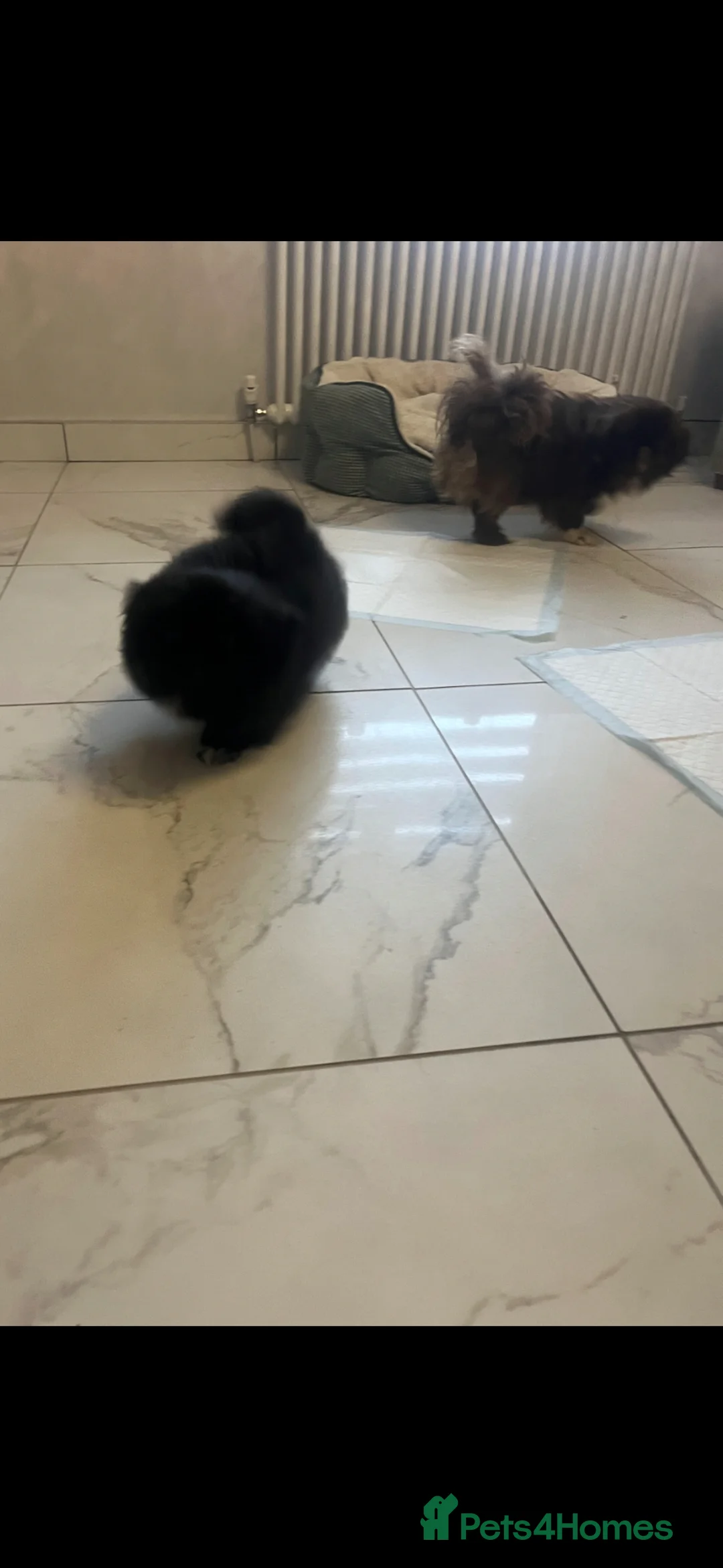 Pekingese dogs for sale: Pekingnese  - Advert 1