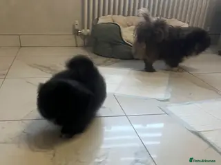 Pekingese dogs Pekingnese - Advert 2