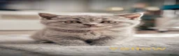 British Shorthair cats for sale: Beautiful British Shorthair Kittens - Advert 20