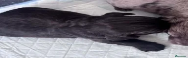 Cockapoo 3