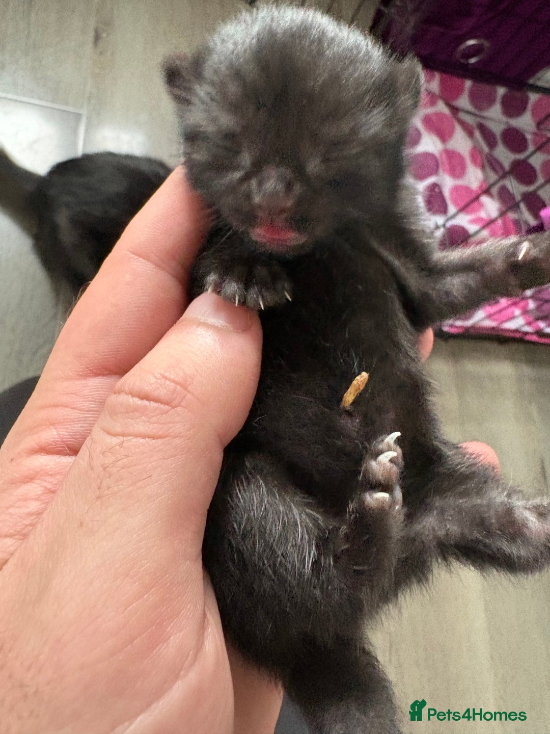 Mixed Breed cats for sale: Adorable Litter of Kittens ready for  🎄🐾 — £150 - Advert 8