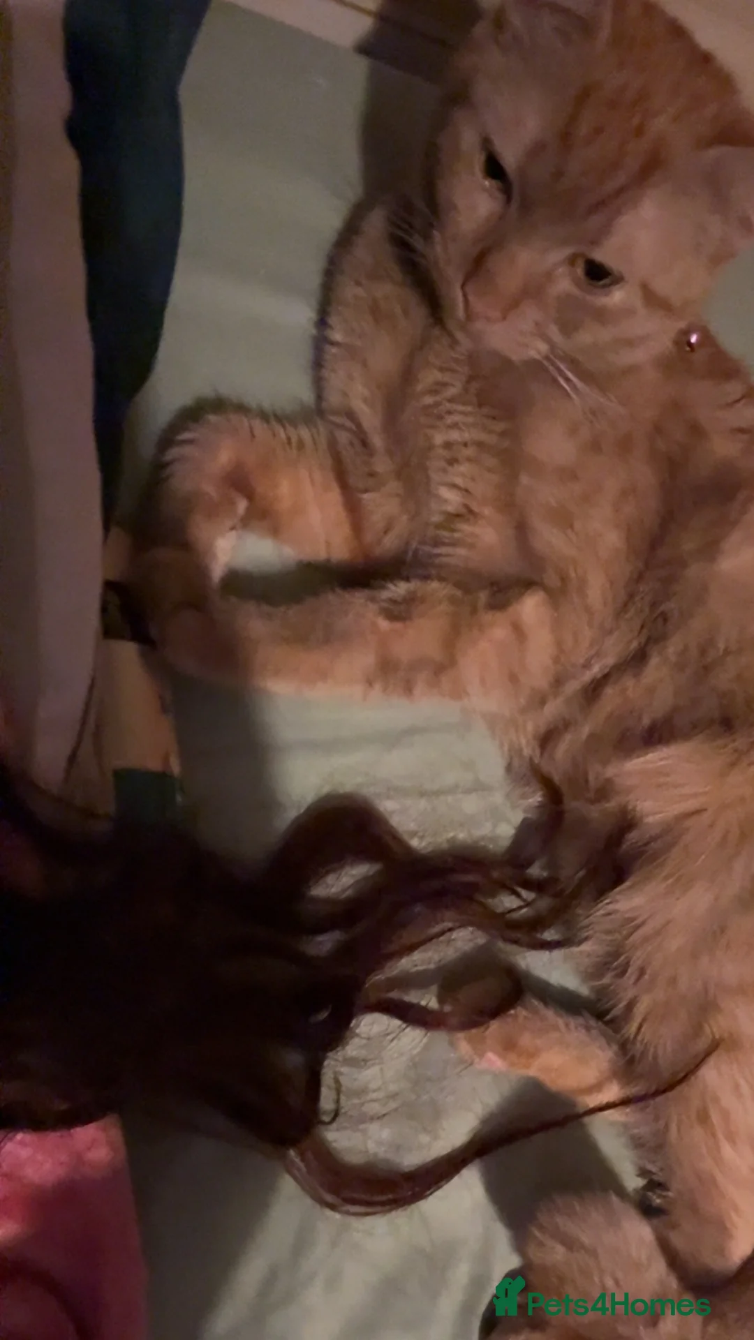 Gallery Image {{count}}