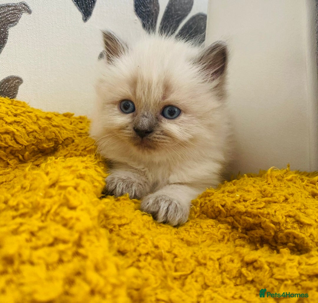 Ragdoll cats for sale: Blue eyed Ragdoll Kittens  - Advert 12