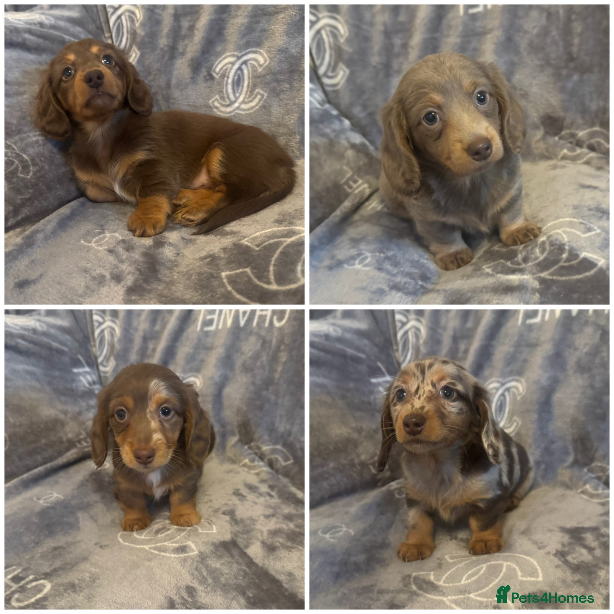 Miniature Dachshund dogs Miniature long hair dachshund Puppies  - Advert 20