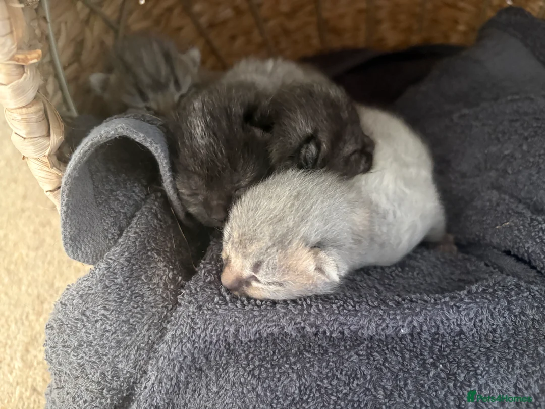 Mixed Breed cats for sale: 4 kittens for sale  - Advert 2