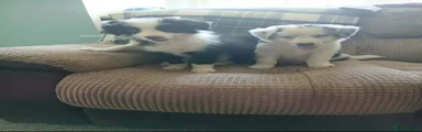 Border Collie 3