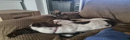 Cocker Spaniel dogs for sale: 1 year old female cocker spaniel  - Advert 4