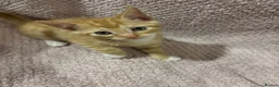 Mixed Breed cats for sale: Cute, Cuddly Kittens Ready for Their Forever Homes - Advert 7