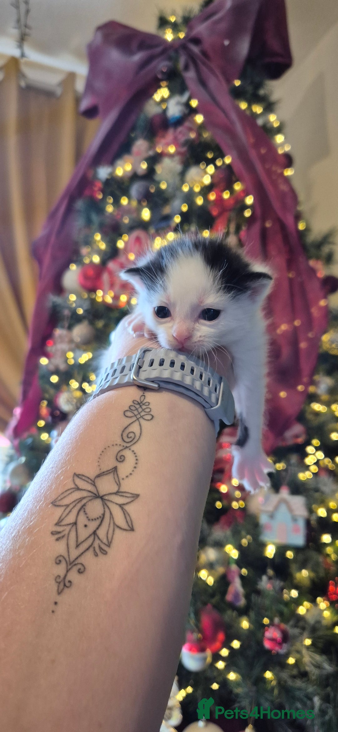 Domestic Shorthair cats for sale: Short hair kittens - Image 8