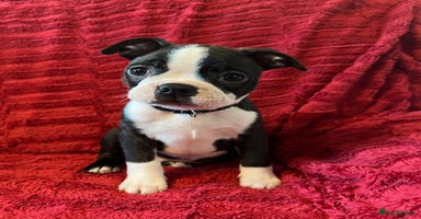 Boston Terrier dogs - Advert 3