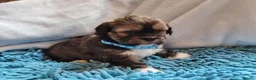 Lhasa Apso dogs for sale: Lhasa Apso — Ready to go! Beautiful Babies. - Advert 12