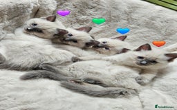 Ragdoll cats for stud: HANDSOME BOY-BLUE MITTED GCCF /TICA  AVALIABLE  - Advert 14