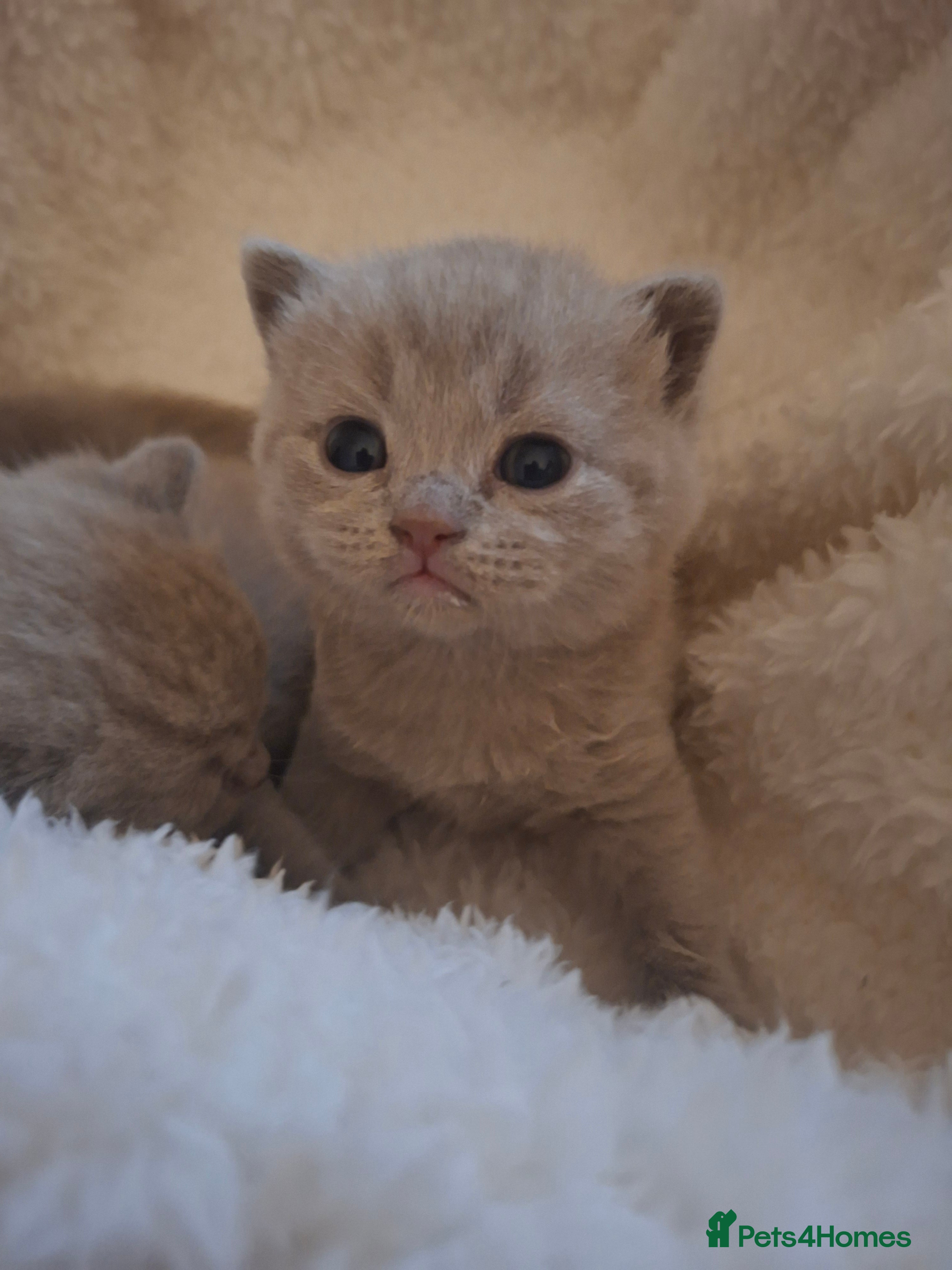 British Shorthair cats GCCF registered BSH 3 lilac 3 blue kittens  - Advert 5