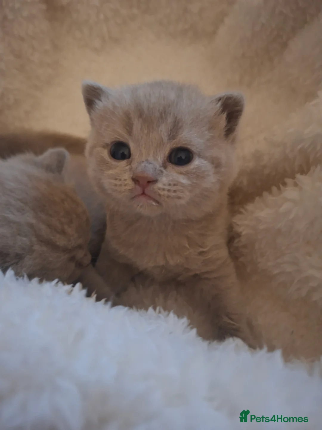 British Shorthair cats for sale: Only 1 blue boy & 1 blue girl available to reserve - Advert 9