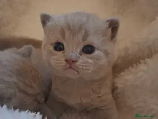 British Shorthair cats GCCF registered show quality ready chunky kittens - Advert 3