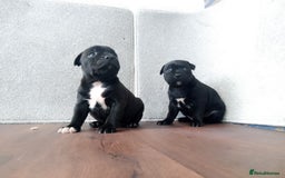 Staffordshire Bull Terrier dogs for sale: KC CHAMPION BLUE/BLACK PUPS TRUE EXAMPLES OF A SBT - Image 3