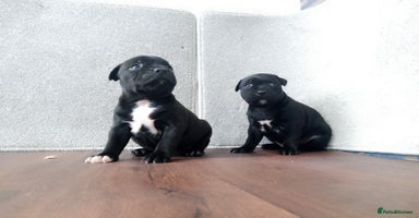 Staffordshire Bull Terrier dogs - Advert 6