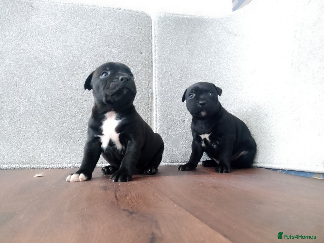 Staffordshire Bull Terrier dogs for sale: KC CHAMPION BLUE/BLACK PUPS TRUE EXAMPLES OF A SBT - Image 3