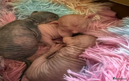 Sphynx cats for sale: Sphynx little naked babies - Image 6