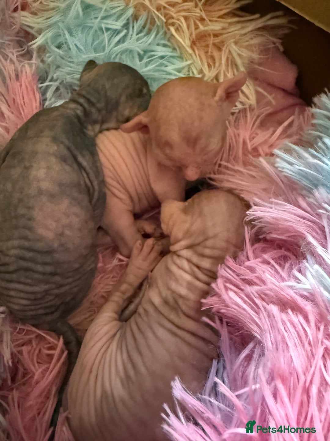 Sphynx cats for sale: Sphynx little naked babies - Image 6