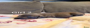 Staffordshire Bull Terrier Puppy 9