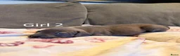 Staffordshire Bull Terrier dogs for sale: Staffy Puppies  - Advert 23