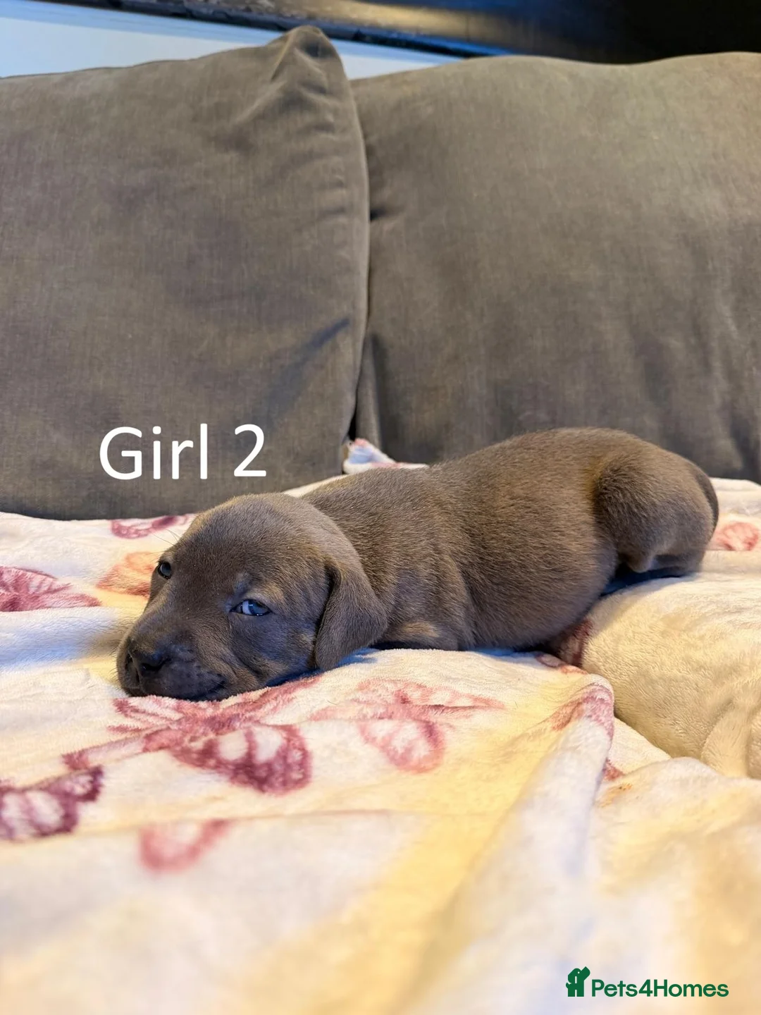 Staffordshire Bull Terrier dogs for sale: Staffy Puppies  - Advert 23
