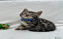 Bengal cats for sale: ❤️ GORGEOUS PURE BENGAL KITTENS ❤️ - Image 13