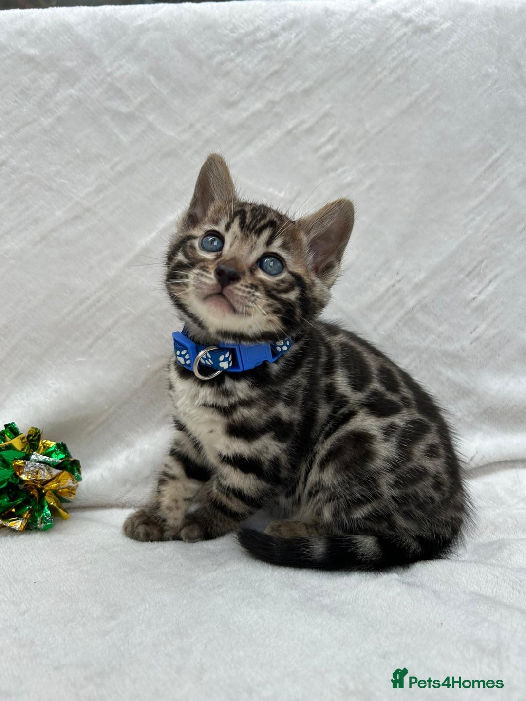 Bengal cats for sale: ❤️ GORGEOUS PURE BENGAL KITTENS ❤️ - Image 13