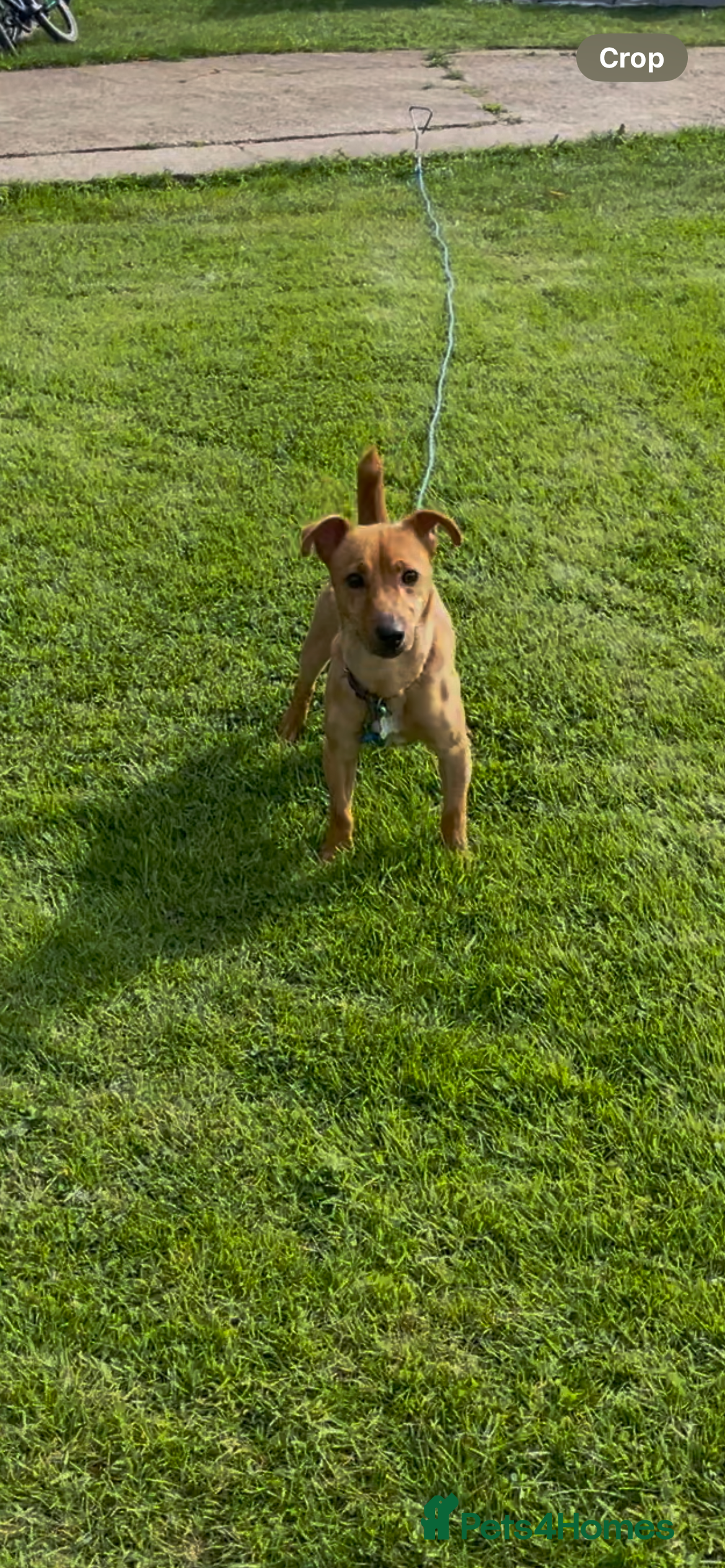 Jack Russell dogs 16 Month Old Jack Russell - Advert 1