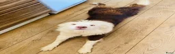 Border Collie dogs for sale: BEAUTIFUL BC PUPS, HEALTH TESTED CLEAR PARENTS  - Advert 17
