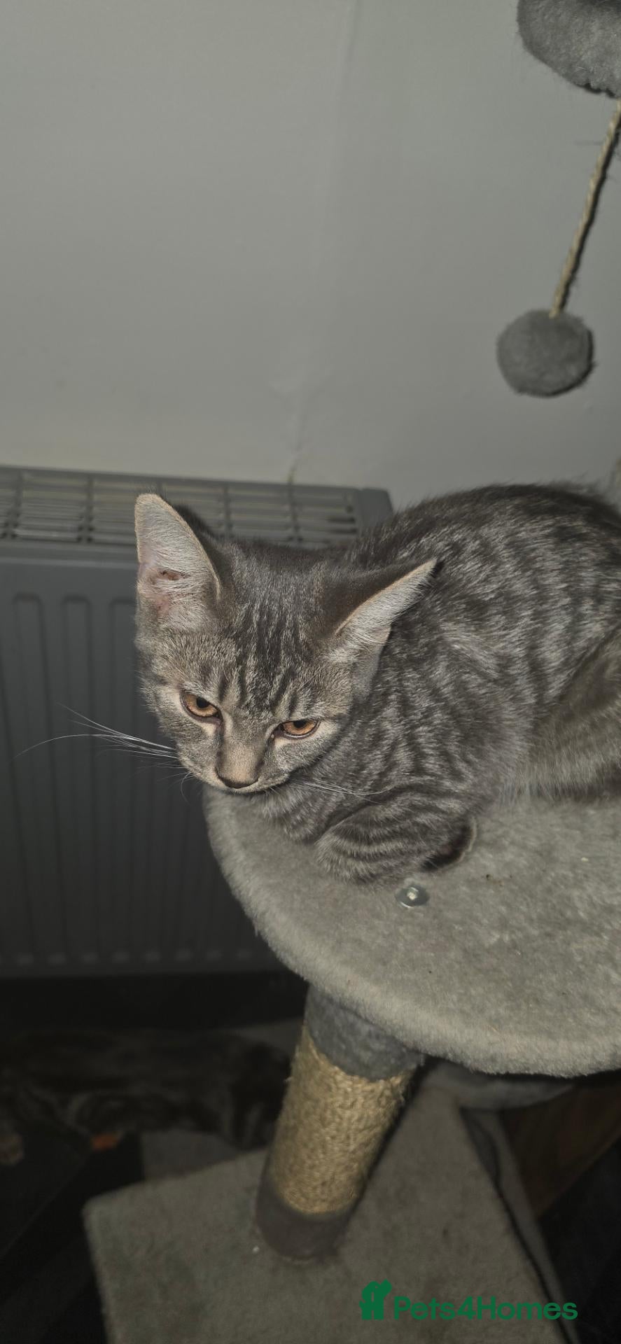 Brazilian Shorthair cats Bsh x norwegen forest cat - Advert 13