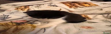 Mixed Breed 5