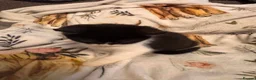 Mixed Breed cats for sale: Kittens  Domestic short hair in Worcester - Advert 23