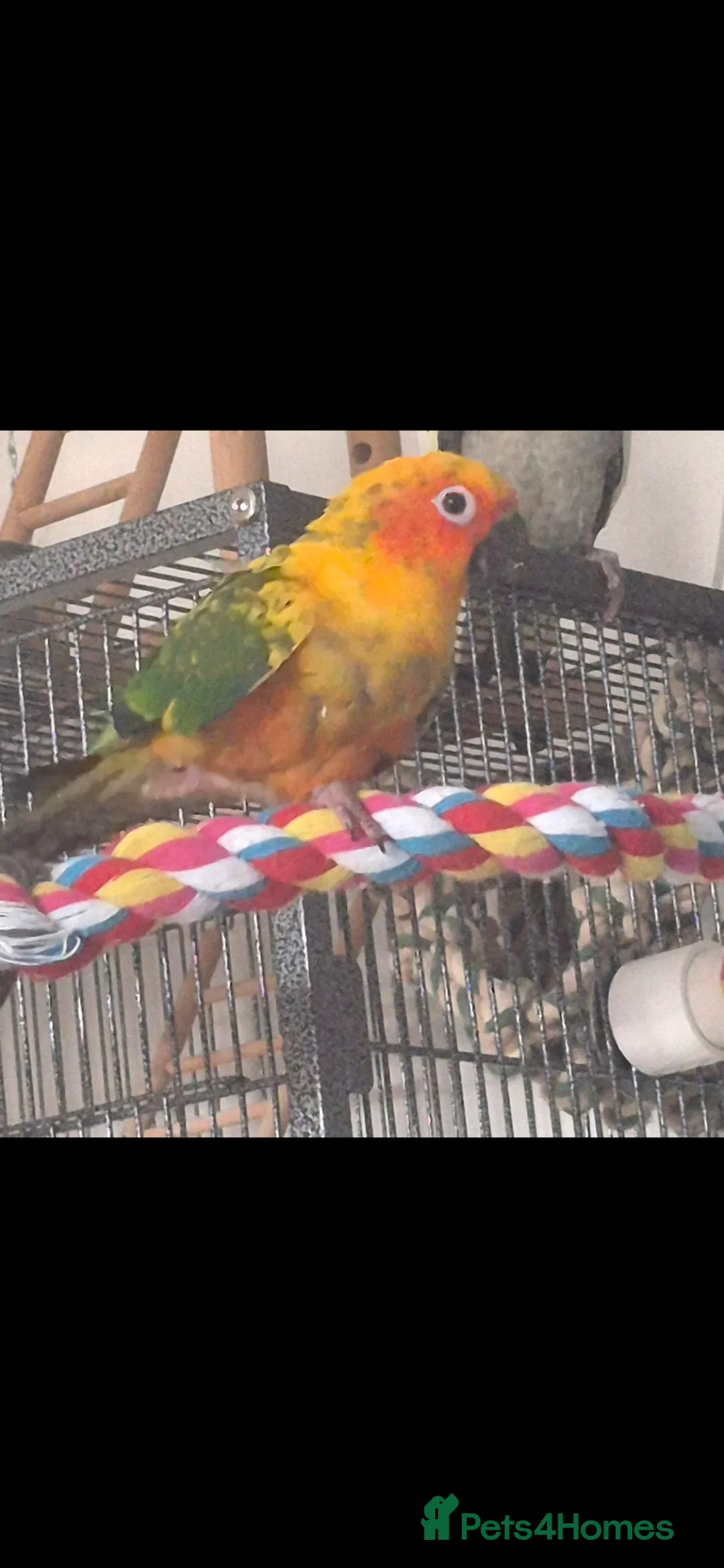 Conures birds for sale: Sun conure  - Advert 4