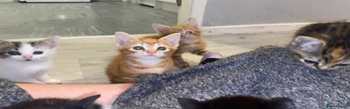 Mixed Breed 3 both boys